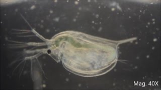 Daphnia magna under the Microscope [upl. by Aleris]