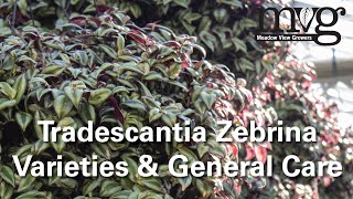 Tradescantia Zebrina Varieties [upl. by Staal]