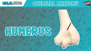 Humerus Anatomy [upl. by Brunhilda591]