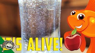 How to culture Vinegar Eels The EASY Way Live Fish Food [upl. by Mannuela]