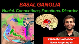 Basal Ganglia  CNS Physiology  Neuroanatomy Video [upl. by Leinaj]