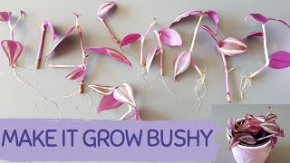 GROW A BUSHY TRADESCANTIA ZEBRINA THE EASIEST WAY TO PROPAGATE TRADESCANTIA ZEBRINA WANDERING JEW [upl. by Hake890]