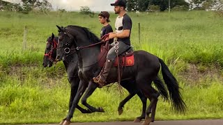 Garanhões mangalarga marchador de marcha picada Trovão Ped e Jafar do Viajeiro dois lindos cavalos [upl. by Sylado650]