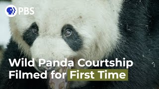 Wild Panda Courtship Filmed for First Time [upl. by Noiz428]