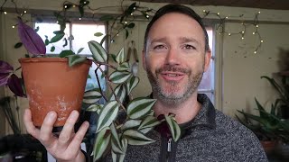 Tradescantia Zebrina  Wandering Jew Care Guide and Repot [upl. by Nassi749]