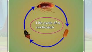 36 Life cycle of cockroach [upl. by Gertrudis]