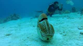 Palau Chambered Nautilus [upl. by Nele]