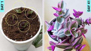 Growing Tradescantia From Stem Cuttings [upl. by Eenram]