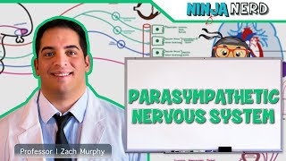 Neurology  Parasympathetic Nervous System [upl. by Hannan]