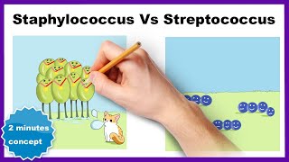 Staphylococcus vs Streptococcus How to differentiate [upl. by Aryan417]