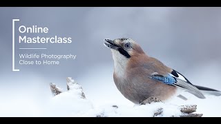 Online Masterclass  Wildlife Photography Close to Home [upl. by Ester]