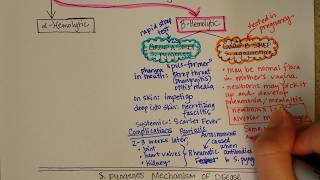 Streptococcus Betahemolytic [upl. by Ndnarb121]