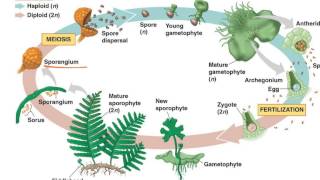 Fern Life Cycle [upl. by Fronia]