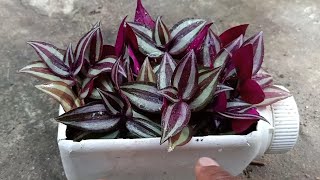 How To PropagateGrow Wandering JewTradescantia Zebrina Plant Using Stem Cutting [upl. by Apgar]