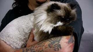 Grooming a Himalayan Cat With Scaredy Cut ® [upl. by Lipfert27]