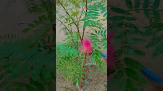 The Calliandra brevipes [upl. by Gilbertina766]