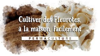 Comment cultiver des Pleurotes à la maison facilement 🍄 [upl. by Hoye]