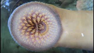 Facts The Sea Lamprey [upl. by Ruddy851]