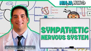 Neurology  Sympathetic Nervous System [upl. by Gabrila]