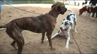 Brindle amp Harlequin Great Dane play [upl. by Alodi]