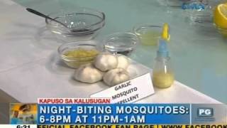 How to make homemade mosquito repellent  Unang Hirit [upl. by Ardena]