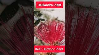 Calliandra flower [upl. by Olihs]