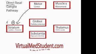 Basal Ganglia Direct Pathway [upl. by Alessandra918]