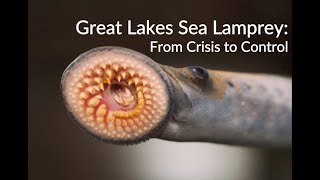 Great Lakes Sea Lamprey From Crisis to Control [upl. by Ivanna]