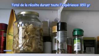 Faire pousser des Pleurotes BIO vidéo 3 culture maison de champignons [upl. by Walrath]