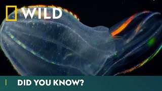 Worlds Deadliest Jellyfish Comb Jellies  Deadliest Month Ever  National Geographic Wild UK [upl. by Garceau]