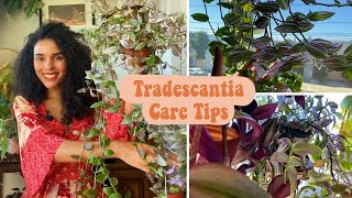 Tradescantia Care Tips Light Water Soil Propagation [upl. by Dorran157]