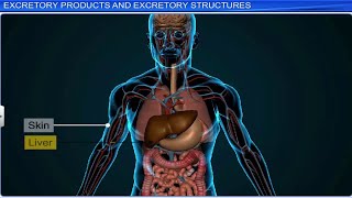 CBSE Class 11 Biology  Excretory Products and Their Elimination  Full Chapter  By Shiksha [upl. by Player]