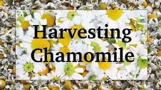 Harvesting and Drying Chamomile [upl. by Wincer]