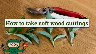 How to take softwood cuttings to propagate plants for free [upl. by Ayanaj]