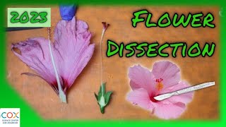 FLOWER DISSECTION Reproduction in Flowering Plants Virtual Lab  Virtual Science Shorts [upl. by Oiluj936]