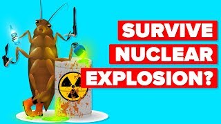 How Can A Cockroach Survive A Nuclear Explosion [upl. by Adnomar]