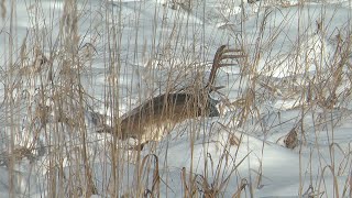 Whitetail hunt Alberta [upl. by Tatman503]