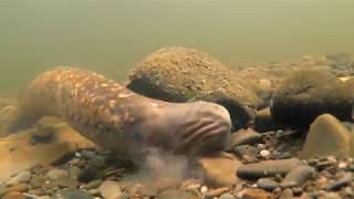 Sea lampreys Petromyzon marinus [upl. by Cuyler82]