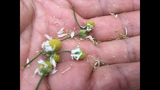 SOWING CHAMOMILE SEEDS [upl. by Issy221]