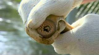 Sea Lamprey Population Control  Michigan State University [upl. by Esialb959]