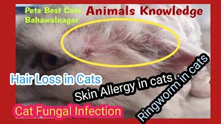 Cat fungal infection diagnosis and Treatment  Dermatophytosis Ringworm infection Dr Murtaza Khalil [upl. by Latia]