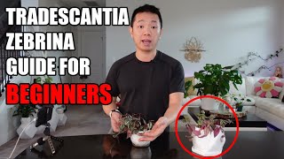 Tradescantia Zebrina House Plant Guide for Beginners [upl. by Pena75]