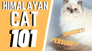 Himalayan Cat 101  Breed amp Personality [upl. by Carisa]