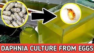 HOW TO HATCH DAPHNIA EGGS  HOW TO CULTURE DAPHNIA [upl. by Zubkoff18]