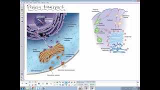 Protein transport [upl. by Gona]