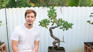 My Buttonwood Bonsai Collection [upl. by Uon]