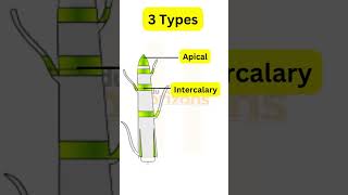 Meristematic Tissues Class 9th shorts cbse class9 science tissue [upl. by Koral]