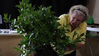 Buttonwood Bonsai Demo by Mary Madison at The Bonsai Supply [upl. by Nujra]