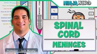 Neurology  Spinal Cord Meninges [upl. by Adnilahs]