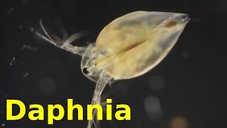 Daphnia [upl. by Elleinod]